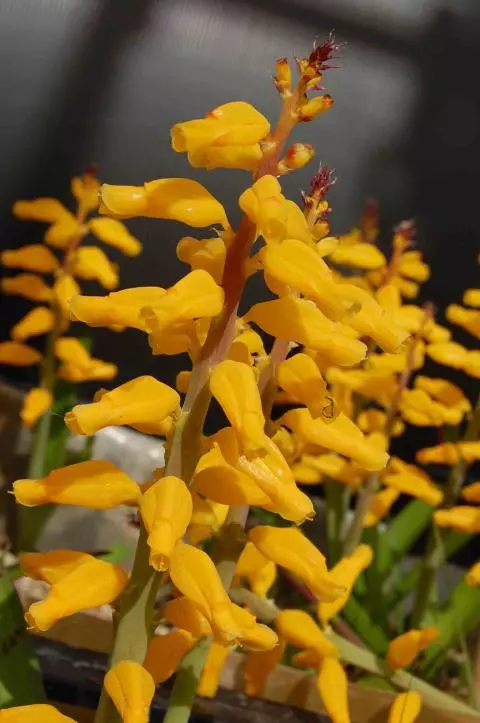 Lachenalia aloides A B Ronina
