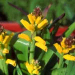Lachenalia aloides A B Ronina — photo 2