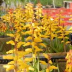 Lachenalia aloides A B Ronina — photo 3