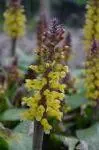 Lachenalia aloides A B Ronina — photo 4
