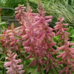 Lachenalia aloides A B Rupert