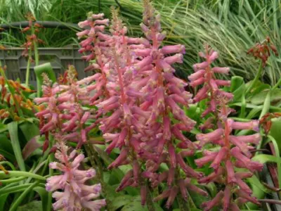 Lachenalia aloides A B Rupert