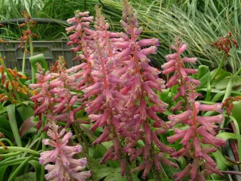 Lachenalia aloides A B Rupert