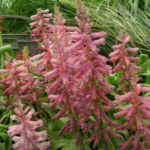 Lachenalia aloides A B Rupert