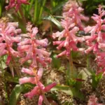 Lachenalia aloides A B Rupert — photo 2