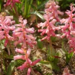Lachenalia aloides A B Rupert — photo 2