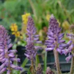 Lachenalia aloides A B Rupert — photo 3