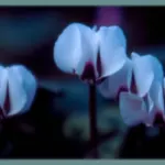 Cyclamen coum album