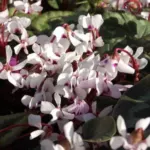 Cyclamen coum album — photo 2