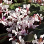 Cyclamen coum album — photo 2