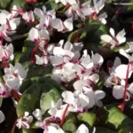 Cyclamen coum album — photo 3
