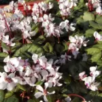 Cyclamen coum album — photo 4