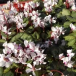 Cyclamen coum album — photo 4