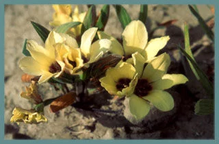 Babiana pygmea