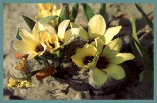 Babiana pygmea