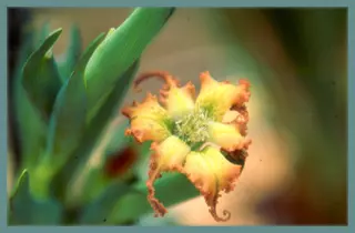 Ferraria brevifolia