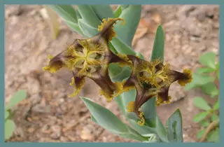 Ferraria divaricata