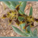 Ferraria divaricata — Ferraria