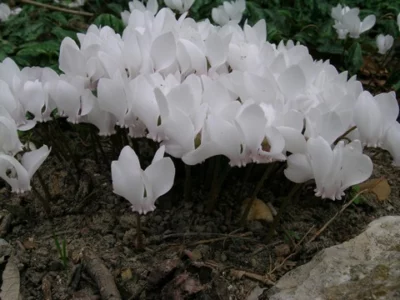 Cyclamen hederifolium album