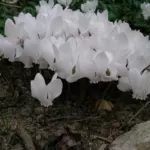Cyclamen hederifolium album