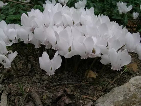 Cyclamen hederifolium album