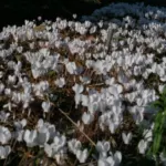 Cyclamen hederifolium album — Cyclamen