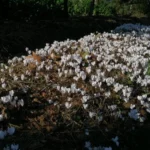 Cyclamen hederifolium album — Naples