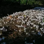 Cyclamen hederifolium album — Naples