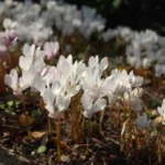 Cyclamen hederifolium album — lierre