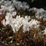 Cyclamen hederifolium album — lierre