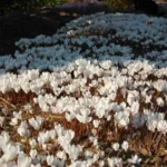 Cyclamen hederifolium album — hederifolium