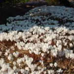 Cyclamen hederifolium album — hederifolium