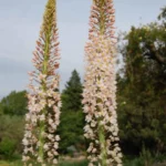 Eremurus robustus