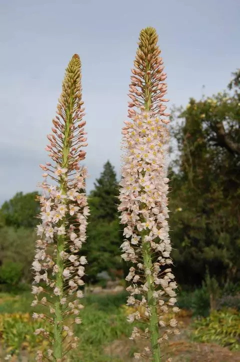 Eremurus robustus