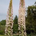 Eremurus robustus