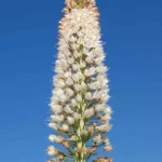 Eremurus robustus — robustus