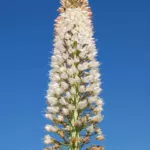 Eremurus robustus — robustus