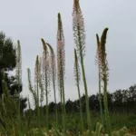 Eremurus robustus — photo 5