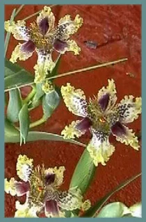 Ferraria densepunctulata