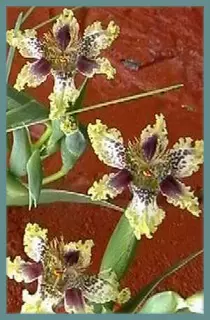Ferraria densepunctulata