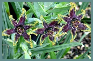 Ferraria foliosa